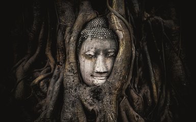 Buddha in tree