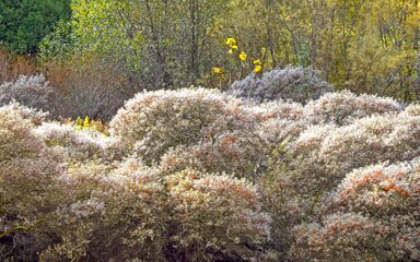 bushes of hazy silver flowered low trees with orange fruits