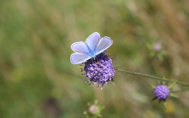 Butterfly on flower 