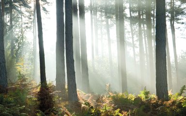 Sunlight through conifers