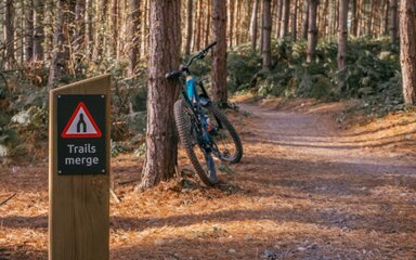 A mountain bike leaning against a tree in an autumn forest.