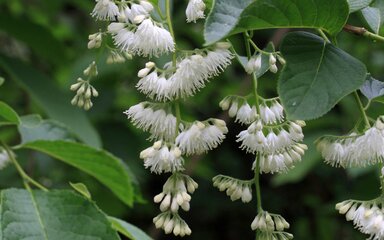cascading clusters of small, fringe-like white flowers amidst dark green leaves