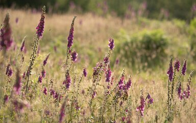Purple wildflowers in a summer landscape.