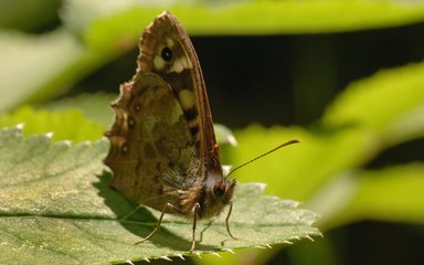 chambers farm butterfly