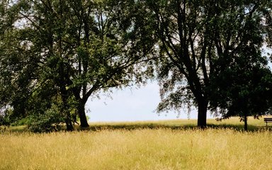 Open space with trees