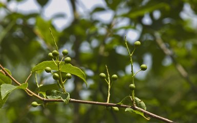 Cherry branch with leaves and unripe green fruit
