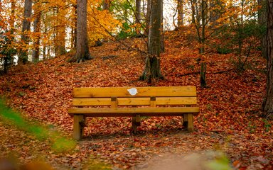 A wooden bench with arm rests and back support among autumn woodland.