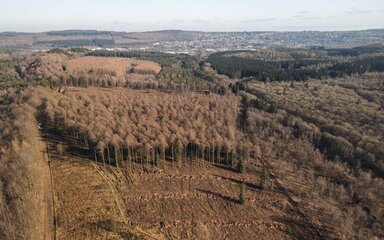 Aerial photo showing an area of cleared of trees among existing forest.