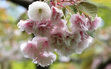 cluster of white and pink cherry blossom flowers