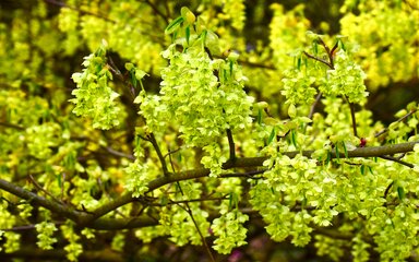 clusters of drooping pale yellow flowers on dark brown thin branches