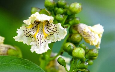 cream bell shaped flower with dark markings and yellow centre with green buds in background