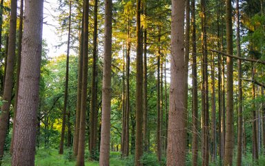Footpath through Nagshead Nature Reserve
