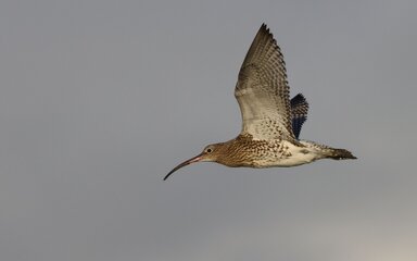 A curlew bird in flight, its long beak prominent. 