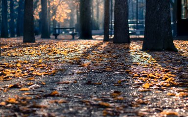 Autumn Forest Floor