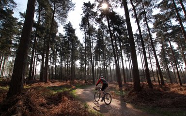 Solo mountain biker in a forest