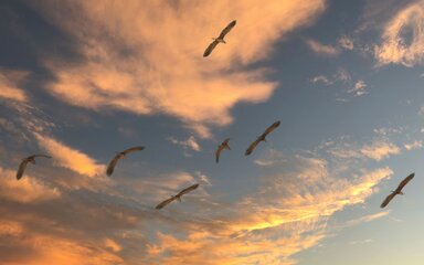 Flock of birds flying across a sunset sky with orange clouds during autumn migration.