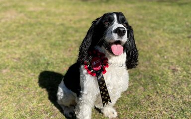 dog with rosette