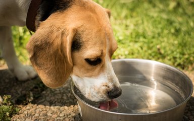 A dog with a white snout and light brown head and ears drinks water from a steel bowl.