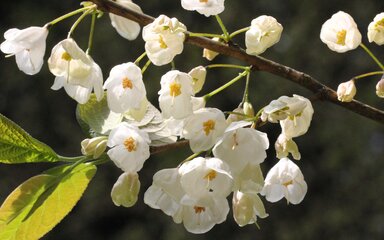 drooping clusters of bell-shaped white and yellow flowers on thin branch with mid green leaves