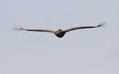 Eagle flying through sky 