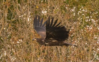 White-tailed eagle juvenile flying in front of a hedge