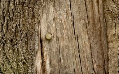 tree with a door