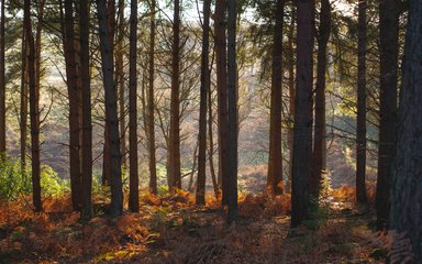 Autumn in the forest 