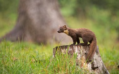 Pine marten standing on tree stump looking left