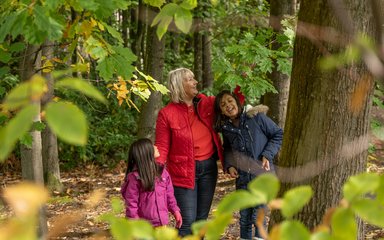 Family in the forest looking up at a tree