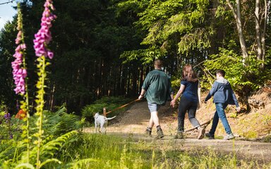 Seen from behind, three people walking a dog on a lead, on a forest path in the sun.