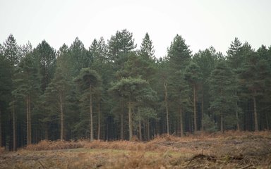 Conifer trees lining open area