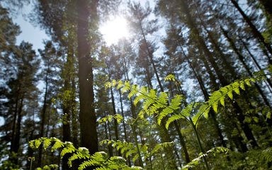 Sunlight shining down on fern plant