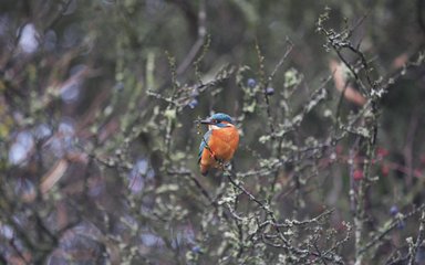 Colourful bird sat in tree