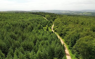 Drone footage over trees