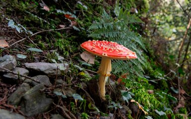 mushroom with white stalk and red cap spotted with white, growing among stones, ferns and leaves on the forest floor.