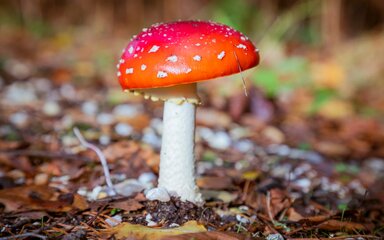 Fungi with white stalk and red cap growing on the forest floor.