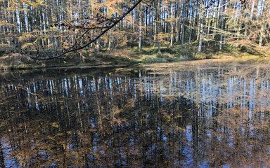 Forest Bathing