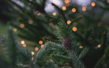 Christmas Tree at Home