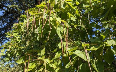 green leafy branches with many thin dark brown pods hanging down