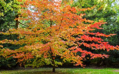 full tree in glowing orange and yellow leaf colour at autumn with green trees either side 