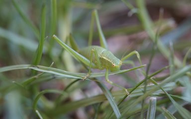 A grasshopper camouflaged in grass