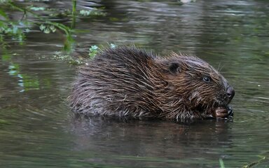 A beaver with wet brown fur sits partially submerged in calm water, holding food between its front paws and nibbling.