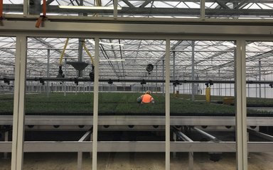 Delamere glasshouse
