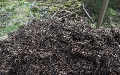 A large mound of twigs and leaf litter with grass and trees in the background.