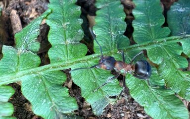 Close-up of a single hairy wood ant on a green leaf.