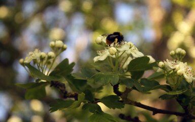 A bumblebee collects pollen from the small white flowers on a hawthorn branch under the shade of a canopy 