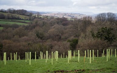 Tree tubes in a field with views across to mature woodland.