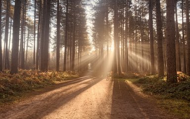 Sherwood Pines woodland at sunrise