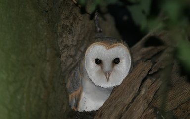 Barn Owl