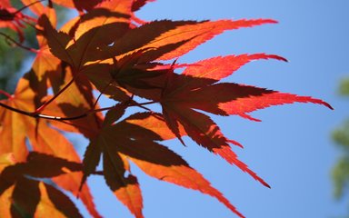 Japanese Maple Leavers Acer Palmatum Westonbirt Generic 